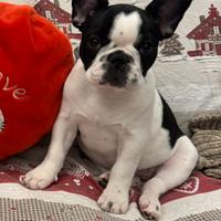 Bulldog Francese