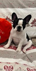 Bulldog Francese