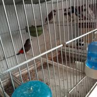 Diamanti Guttati e Kittlitz