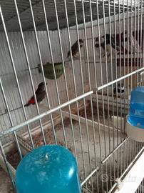 Diamanti Guttati e Kittlitz