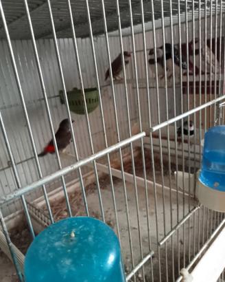 Diamanti Guttati e Kittlitz