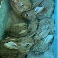 Conigli Leprini di Viterbo