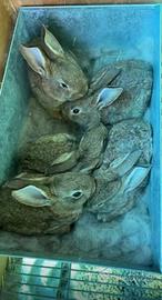 Conigli Leprini di Viterbo