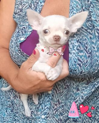 Chihuahua cucciolo di piccola taglia