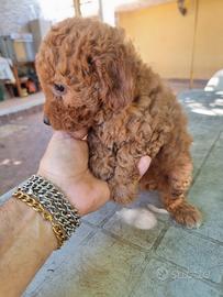Cucciolo barboncino
