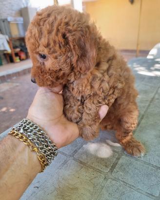 Cucciolo barboncino