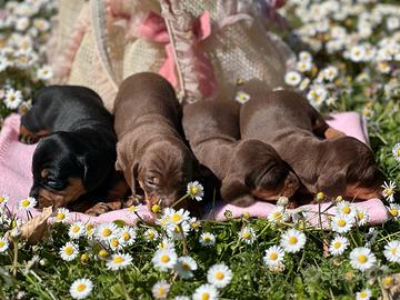 BASSOTTI TEDESCHI PEDIGREE Enci