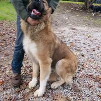 Pastore caucaso cuccioli