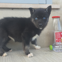 Siberian husky con pedigree Enci