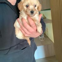 Maltipoo