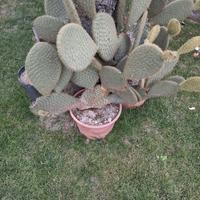 Piante di cactus in vaso