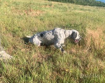 Setter inglese maschio