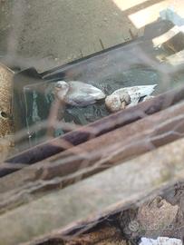 anatre mignon ducks 