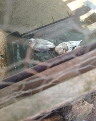 anatre mignon ducks 