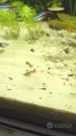 Guppy