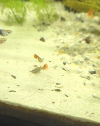 Guppy
