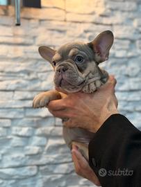 Bulldog francese