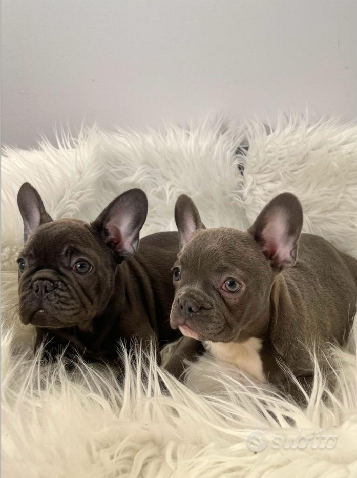 Bouledogue - Bulldog francese blu da 80 € al mese - Annunci Milano