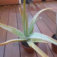 Piante di ALOE VERA in vaso di ceramica