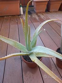 Piante di ALOE VERA in vaso di ceramica