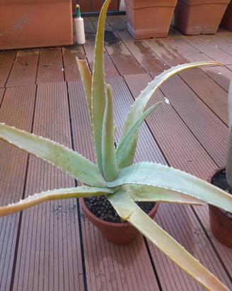 Piante di ALOE VERA in vaso di ceramica