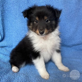 Pastore shetland il mini lassie in miniatura