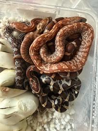 P. Guttatus serpente del grano