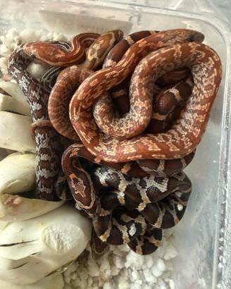 P. Guttatus serpente del grano