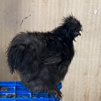 Moroseta silkie coppia nera
