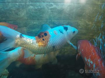 Carpa 30 cm