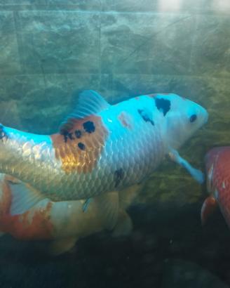 Carpa 30 cm