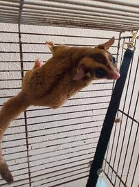 Petauri dello zucchero