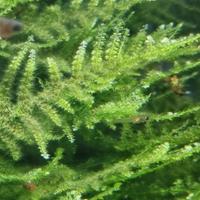 Muschio  per acquario Christmas moss