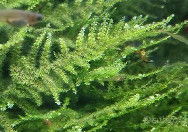 Muschio  per acquario Christmas moss