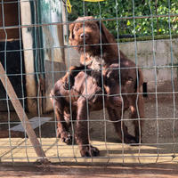 Cuccioli da tartufo Restone