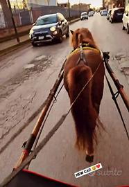 Pony femmina