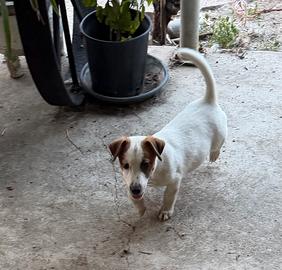 Jack russell