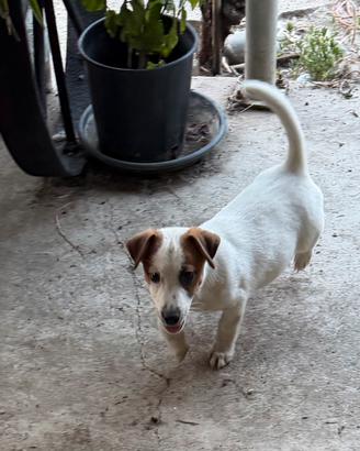 Jack russell