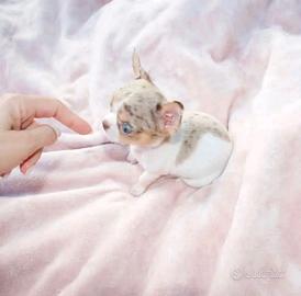 Chihuahua QUASI ADULTI taglia mini