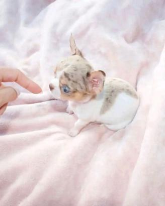 Chihuahua QUASI ADULTI taglia mini