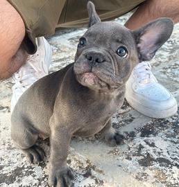 Bulldog Francese