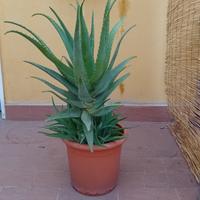 Pianta Aloe Vera in vaso