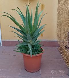 Pianta Aloe Vera in vaso