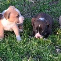 Cuccioli American Amstaff