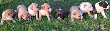 Cuccioli American Amstaff