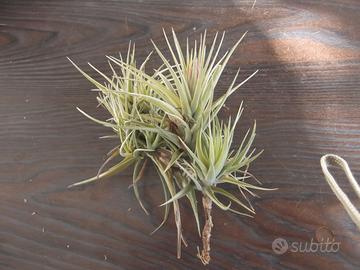 piantina di Tillandsia