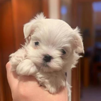 Maltese coreano toy