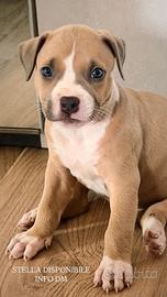 Cucciolata american pitbull terrier
