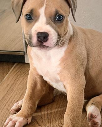 Cucciolata american pitbull terrier