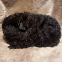 Cuccioli Cavie di razza texel, merino, peruviane